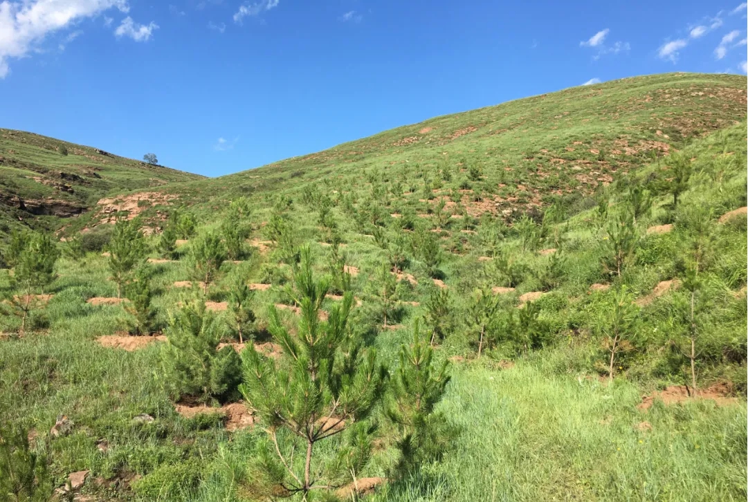 山西建投建工集團(tuán)構(gòu)筑山西寧武縣汾河流域“山水林田湖草”綠色生態(tài)長城