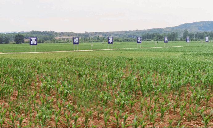 山西建投三建集團(tuán)匠心建設(shè)高標(biāo)準(zhǔn)農(nóng)田