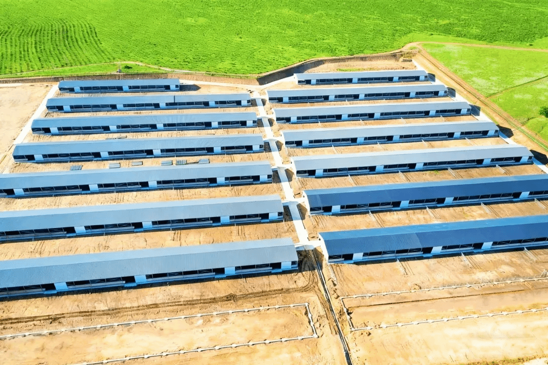 山西建投安裝集團(tuán)阿魯科爾沁旗優(yōu)質(zhì)乳肉兼用牛數(shù)智化園區(qū)建設(shè)項(xiàng)目正式投運(yùn)